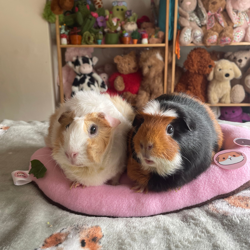 Piggy Pillow Original