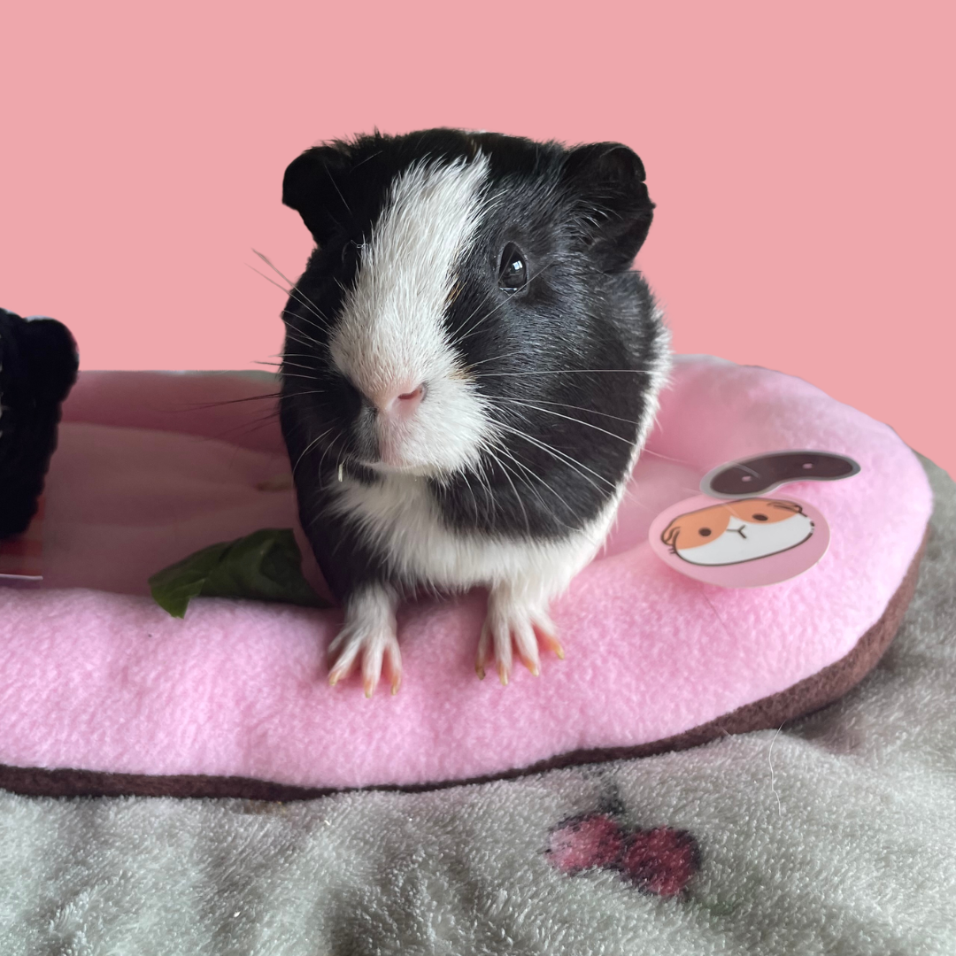 Piggy Pillow Original
