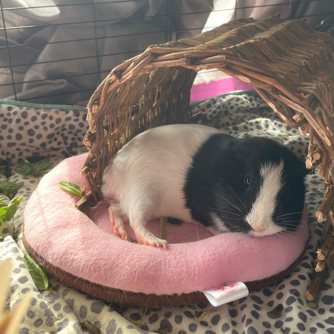 Piggy Pillow Original