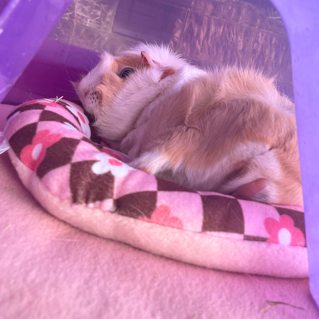 Piggy Pillow in Bambi Blossom