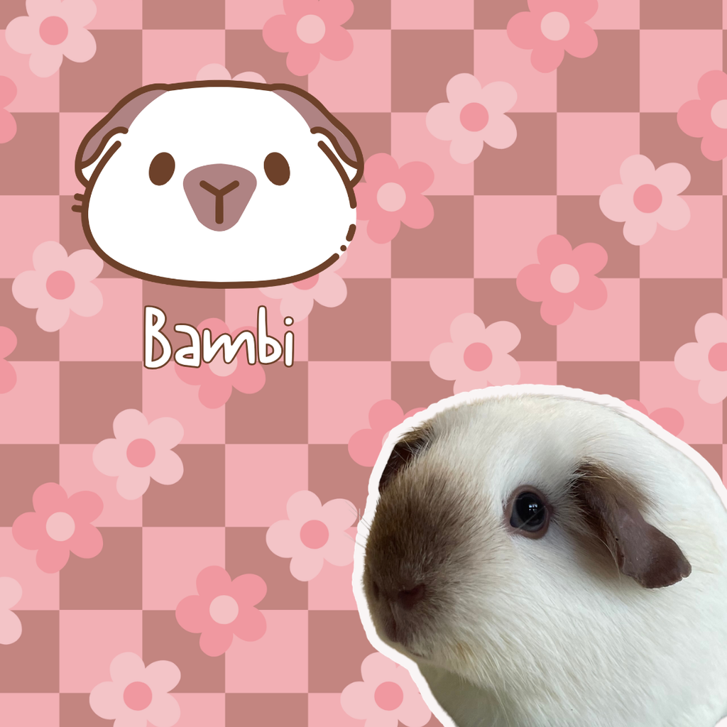 Custom Guinea Pig Portrait