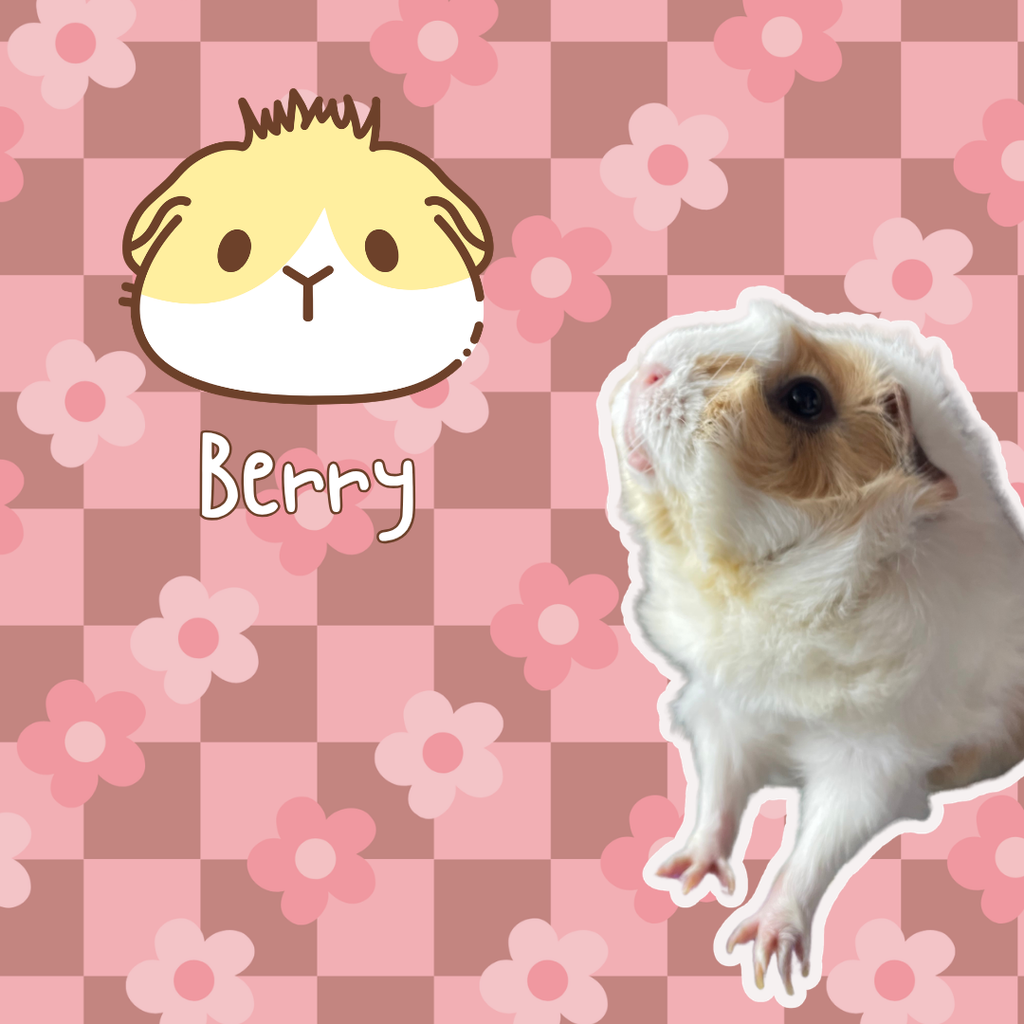 Custom Guinea Pig Portrait